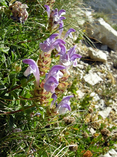 Scutellaria alpina / Scutellaria delle Alpi